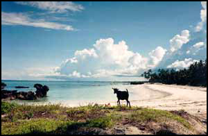 Locations villa et bungalow  Zanzibar, Zanzibar maison vacances, Zanzibar villa vacances, Zanzibar bungallow vacances, Zanzibar location vacances